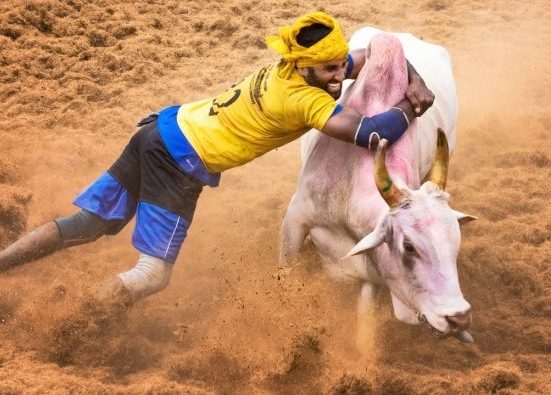 jallikattu